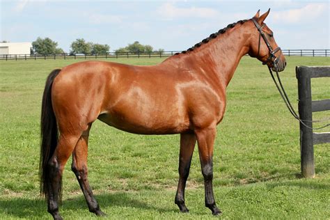 Selle Francais | Warmblood Sales