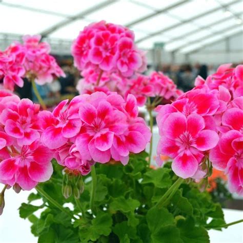 Buy Insectivorous Plants Names online from Nurserylive at lowest price.