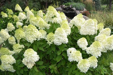 Limelight Hydrangea - 3 Gallon Container - Grimm's Gardens