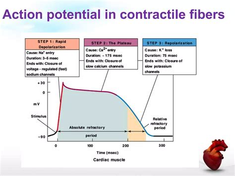 Cardiac muscle physiology | PPTX