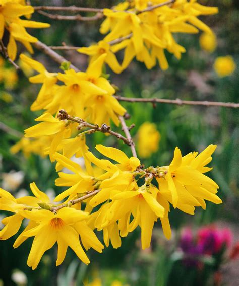 Best spring-flowering shrubs: 12 beautiful choices | Homes and Gardens