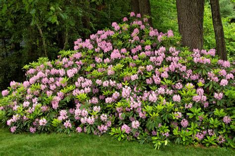 Rhododendron vs. mountain laurel vs. azalea — What's the difference ...