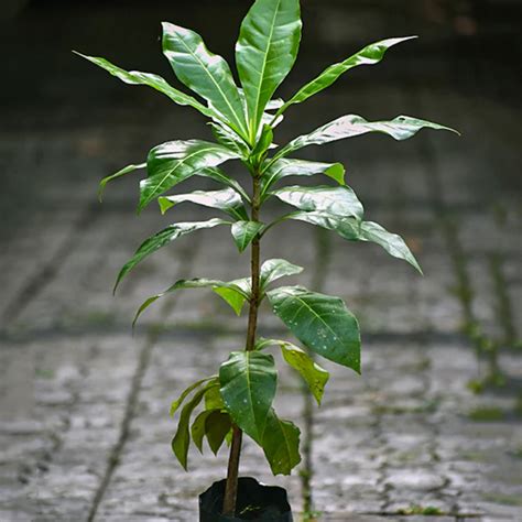 Cut Nut Fruit (Barringtonia Edulis) Seedling Fruit Plant (Home & Garde ...