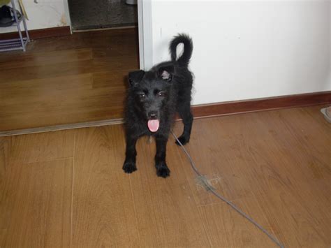 大家帮我看下我的这只小黑狗是什么品种的求解 买的时候说是小猎狗_百度知道