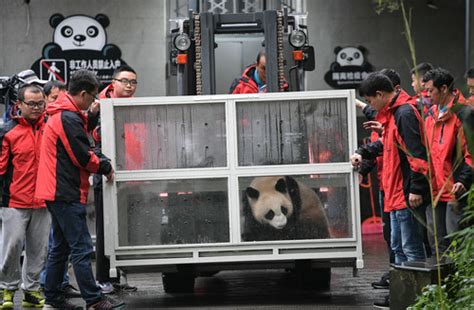 大熊猫“如意”和“丁丁”在莫斯科庆生_时图_图片频道_云南网