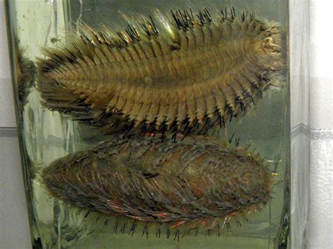 ShukerNature: SHEDDING LIGHT ON (AND BY) THE SEA MOUSE - FURRY BODY BUT ...