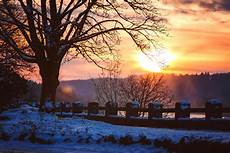 Free Picture by Free Stock Photo Of Branches Dusk Free Picture