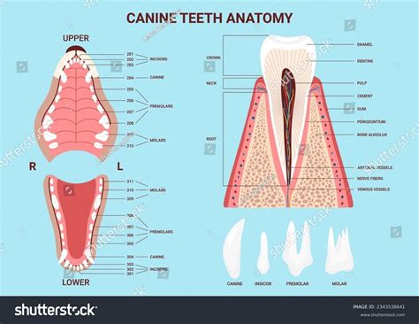 Veterinary Canine Dental Chart Vertical Feline & Canine Dental Chart