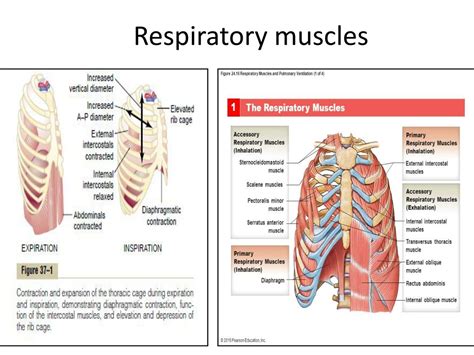 What Is Accessory Muscles Of Respiration at Sybil Downing blog