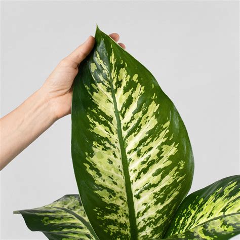 Comprar Dieffenbachia 'Tropic Snow' | Fronda