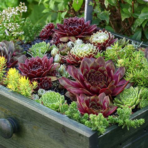 Hen and Chicks Succulent Mix – Wild & Son