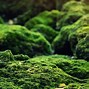 bryophytes 的图像结果