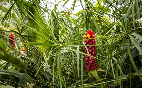 Download wallpaper 2560x1600 ginger, flower, inflorescence, herb ...