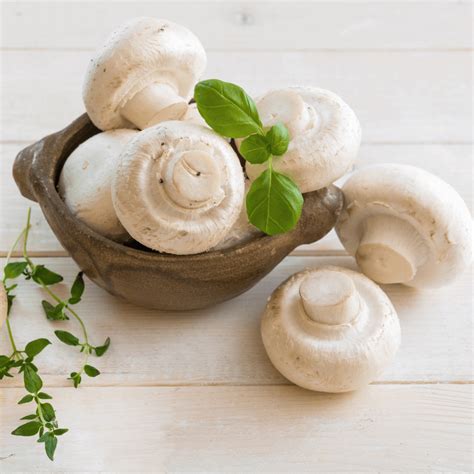 15 mushrooms and how to use them in vegetarian cooking – Health Food Labs
