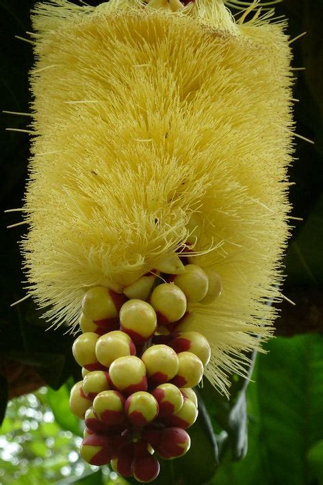 Cut Nut Fruit Plants (Barringtonia Edulis) – veliyathgardens