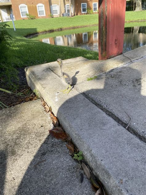 Baby blue heron? : r/birding