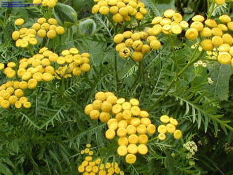 PlantFiles Pictures: Fern-Leaf Yarrow (Achillea filipendulina), 1 by MOLLYBEE