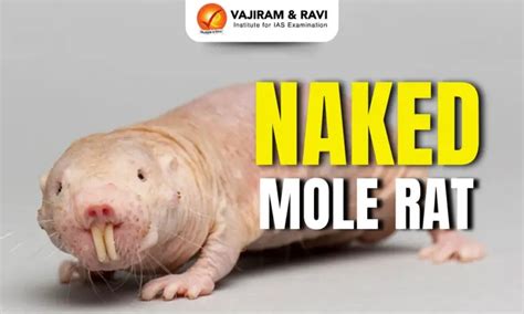 Naked Mole Rat, Distribution, Characteristics, Latest News