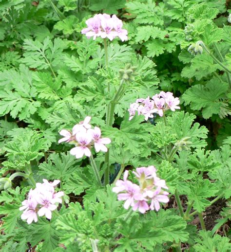 Scented Geranium As Houseplant at Thomas Simpson blog