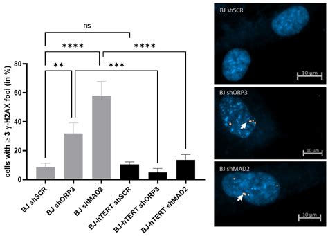 A Comparative Assessment of Replication Stress Markers in the Context ...