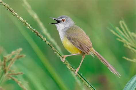 Yellow-bellied Prinia (Yellow-bellied) - eBird