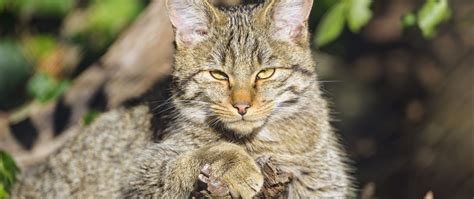 Download wallpaper 2560x1080 wild cat, glance, animal, wildlife dual ...