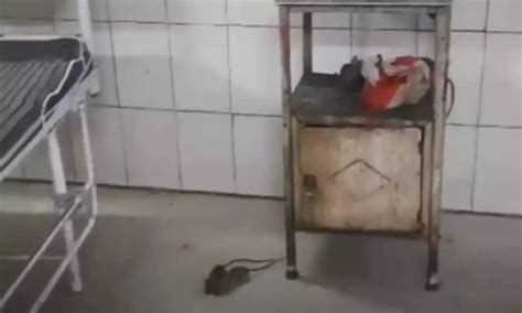 Viral Video shows rats roaming in Gwalior Government Hospital ward