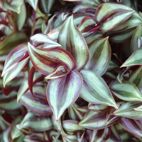 Wandering Jew