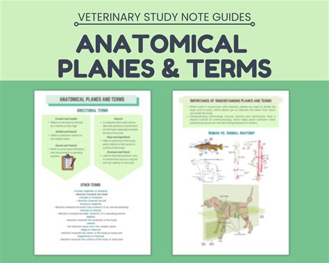 Planes vet – Artofit