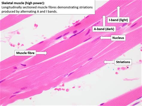 Skeletal Muscle Tissue