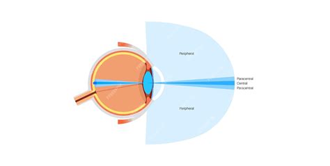 Image result for Peripheral Vision