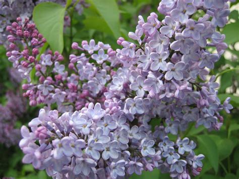 Lilacs ~ the NH state flower | Fiori