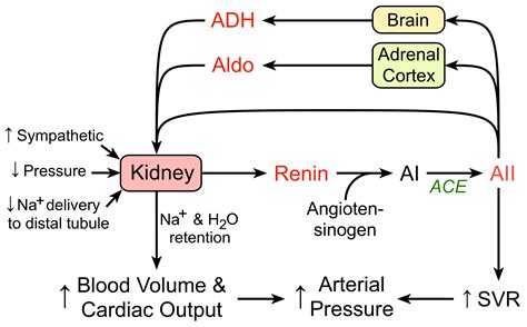 CV Physiology: Renin-Angiotensin-Aldosterone System | Renin angiotensin aldosterone system ...