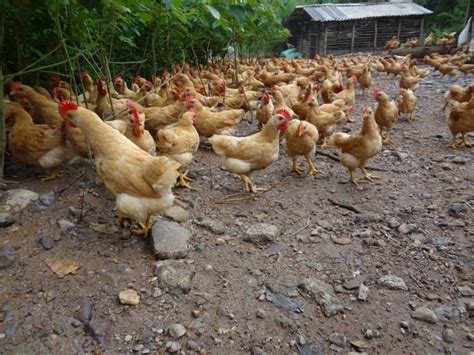 养鸡场图片|养鸡场样板图|养鸡场效果图片_江西龙南五里山生态养鸡场