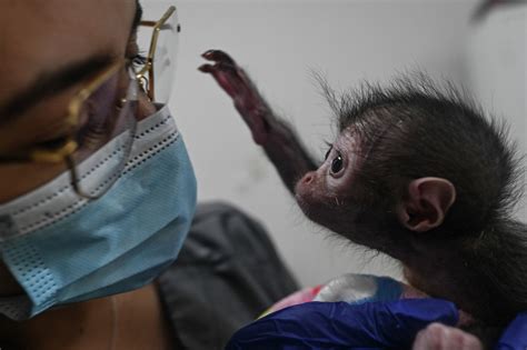 Newborn Spider Monkey