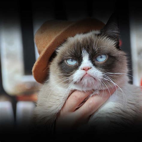 Image result for Grumpy Cat Game