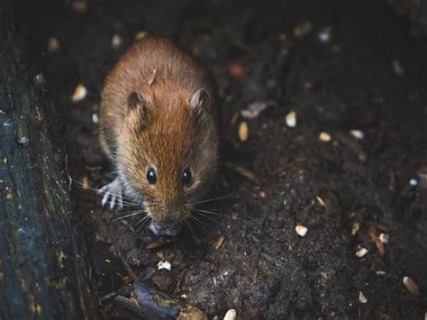 Paternal Exercise 的图像结果