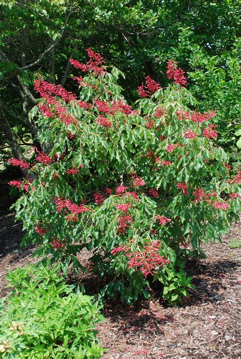 Native Red Buckeye Tree Delights in Landscape | What Grows There ...