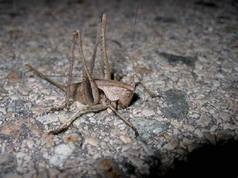 Mormon Crickets 的图像结果