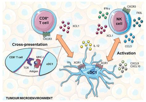 Dendritic Cell Vaccines for Cancer Immunotherapy: The Role of Human ...