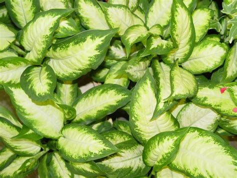 Evergreen Garden|Plant Nursery in Powai, Mumbai