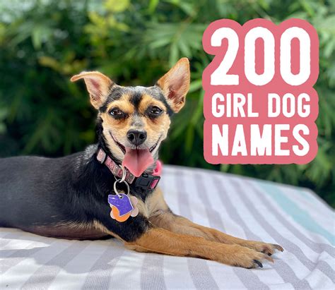 Girl Dog Names: 200 Ideas + Naming Tips | Young House Love