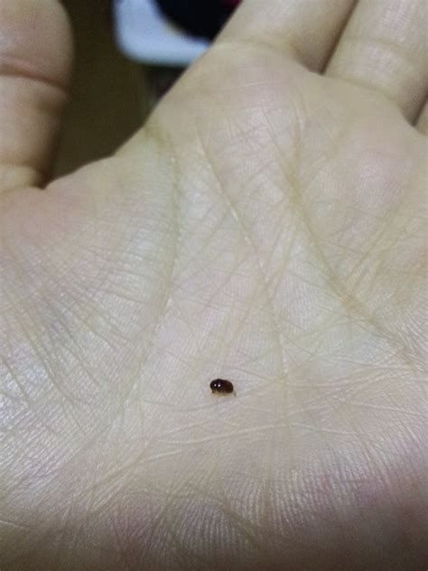 房间里发现了褐色小虫，请大神帮忙看一下是什么虫？和棕榈床垫有关系吗？ - 知乎