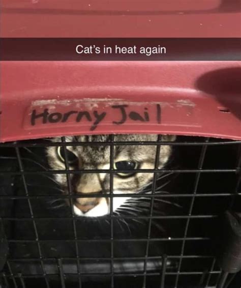 horny kitty. smh : r/memes