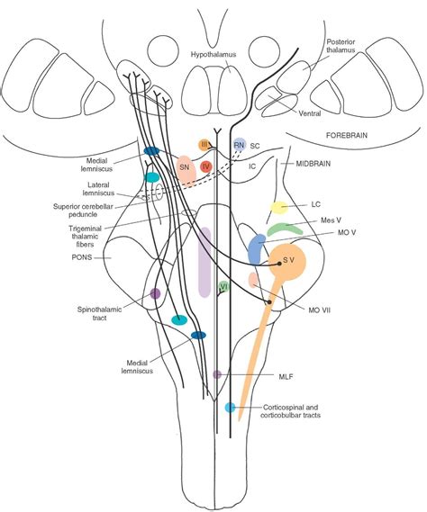 Medial Longitudinal Fasciculus Anatomy