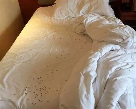 瘆得慌！杭州一女子入住五星级酒店，发现客房里竟爬满了密密麻麻的小虫子！床单上、枕头上，地上全部都是...-搜狐