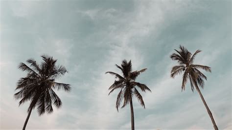 Download wallpaper 2560x1440 palm trees, treetops, sky, crowns, trees ...