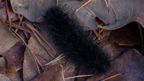 Woolly worm winter weather: How accurate are the colors? | whas11.com