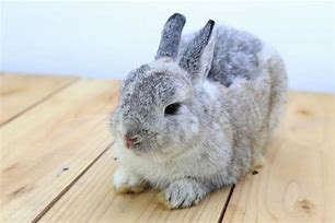 Image result for Rabbit Colors