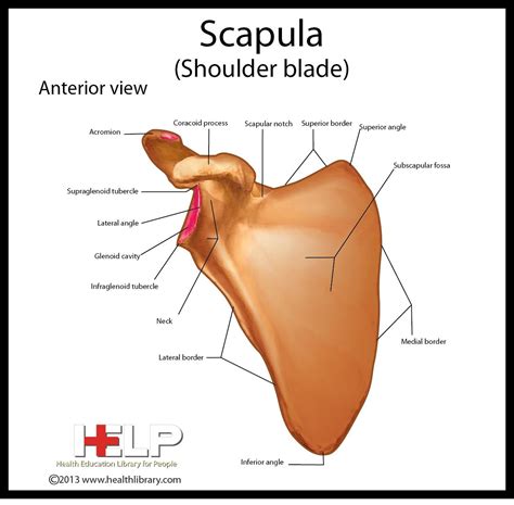 Clavicle and scapula quiz anatomy – Artofit